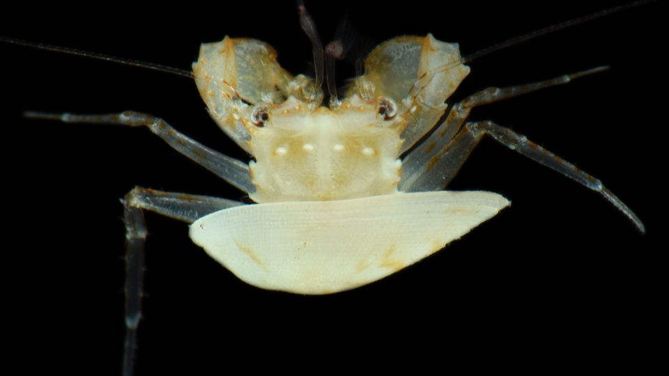 Scientific Divers Explore Guam's Deep Ocean Twilight Zone