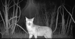 Coyote Attacks on Dogs Prompt Safety Warnings in Massachusetts Town