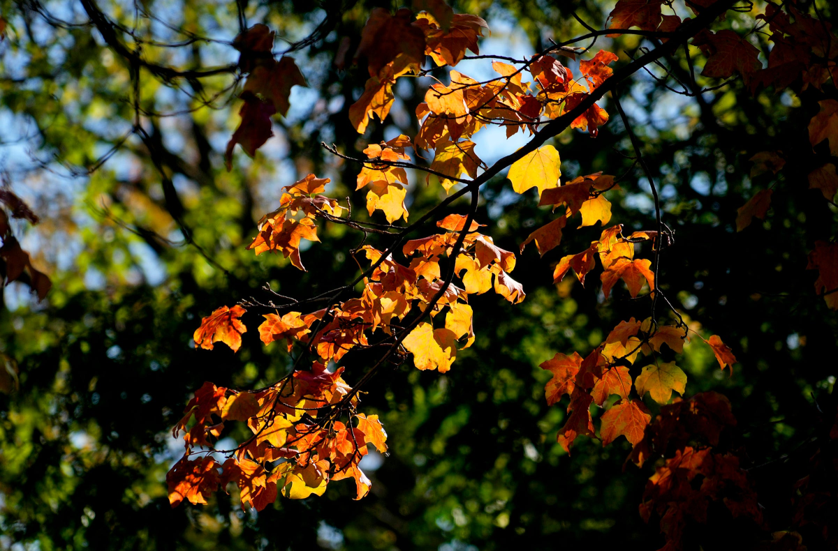 Milwaukee Leaf Collection Efforts Continue After Record Snowfall