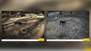 Georgia Dog Fighting Breeder Convicted on Federal Charges After 67 Dogs Rescued