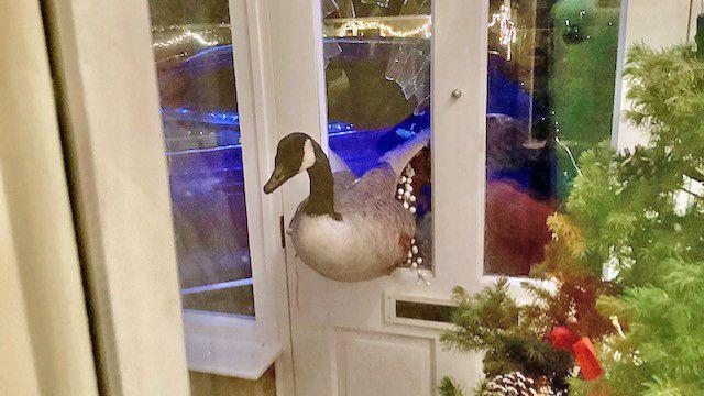 Goose Crashes Through Front Door, Leaves Homeowner Startled