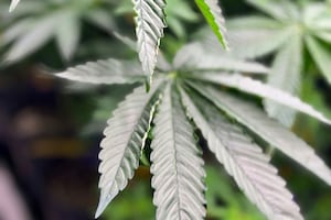 Florida's Stance on Marijuana Legalization Amid Federal Changes