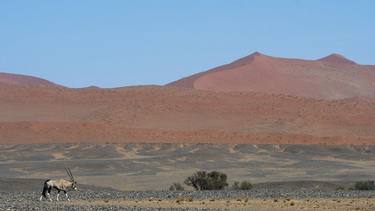 Namibia's Wildlife Restoration Effort Gains Momentum