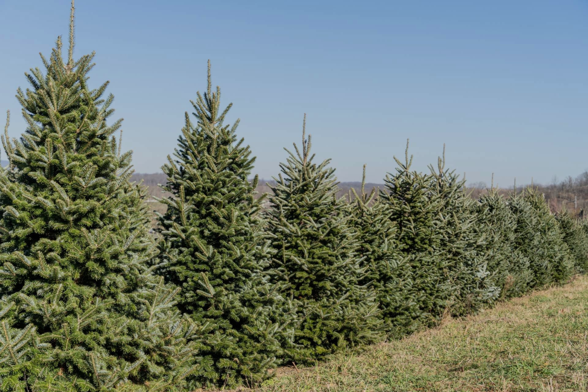 Drought Threatens New Hampshire's Christmas Tree Industry