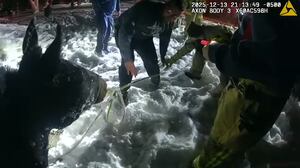 Emergency Crews Save Horses from Icy Pond in Champaign County