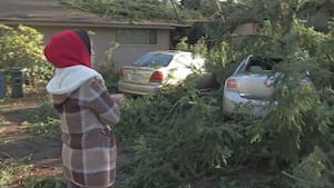 Storm-Damaged Trees Pose Risks, Consumer Advocates Warn of Scams