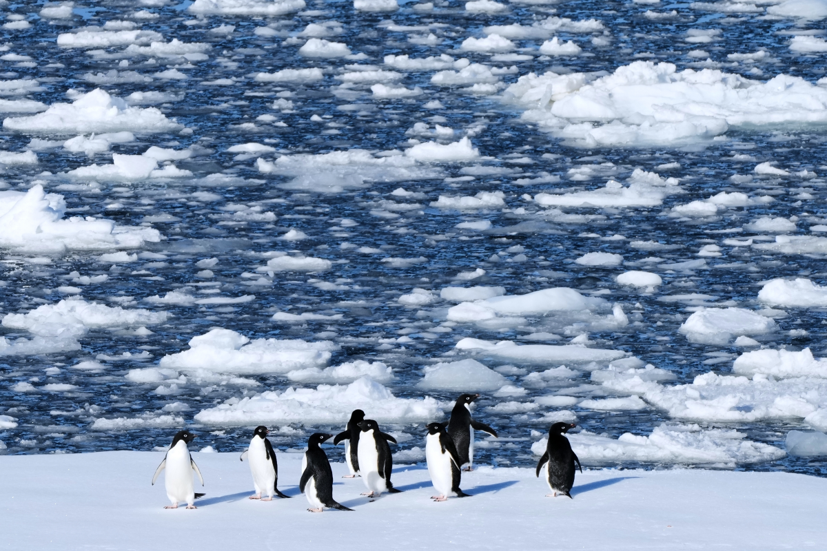 Antarctic Peninsula: A Changing Landscape Amid Climate Shifts