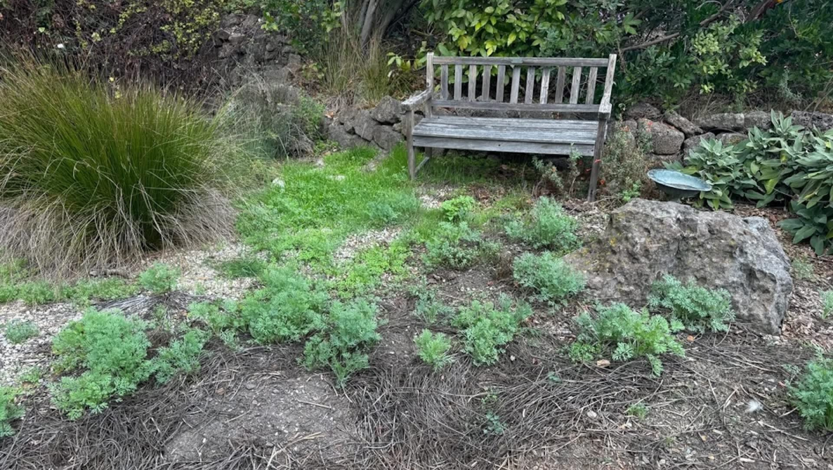 Backyard Poppies Flourish After Rain, Highlighting Native Plant Benefits