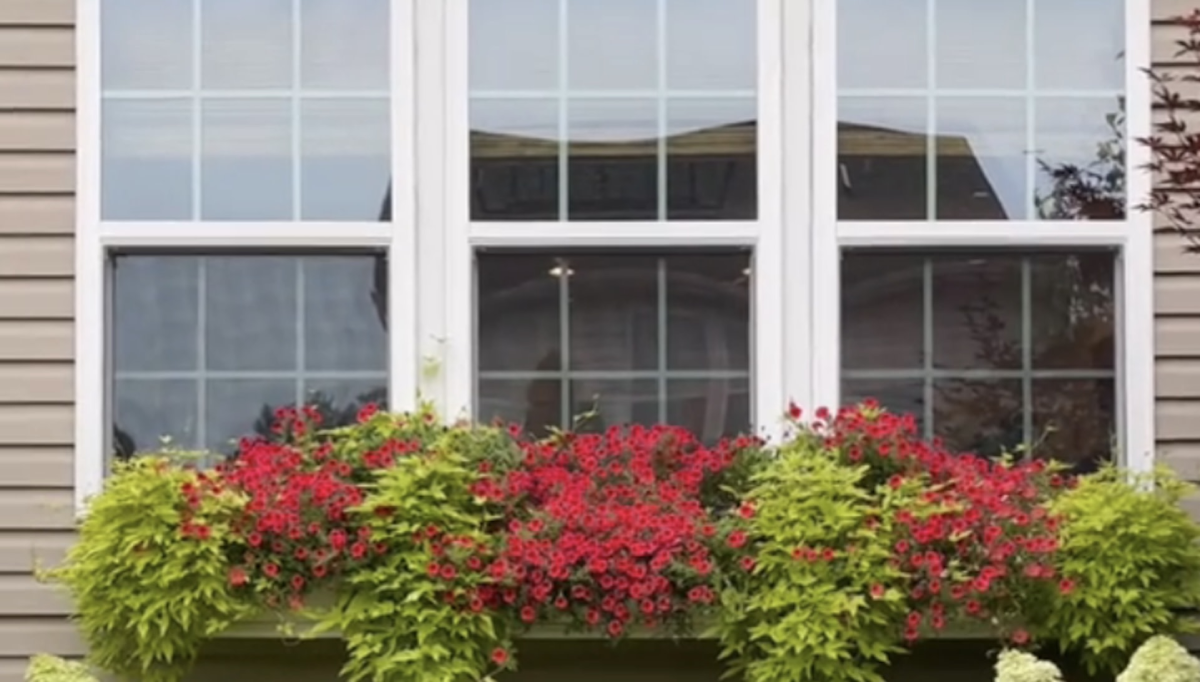 Innovative Yard Transformation Shows Sustainable Alternatives to Traditional Lawns