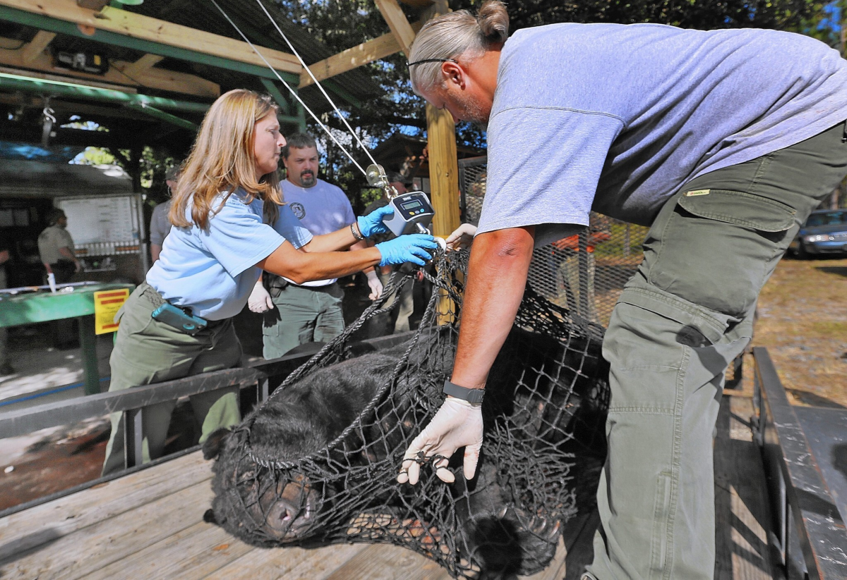 Florida's Bear Hunt Proceeds Amid Transparency Concerns