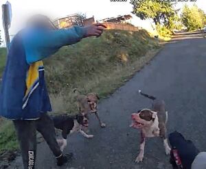 Dog Attack in Bremerton Leaves Rhodesian Ridgeback Dead, Multiple People Injured