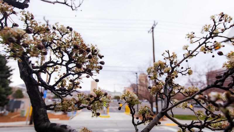 Utah's Early Winter Blossoms: Experts Explain Unusual Plant Activity