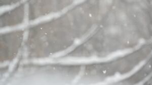 Intoxicated Hiker Among Two Rescued from Mount Monadnock Brook