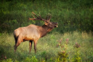 Authorities Seek Public Assistance in Aberdeen Elk Poaching Case