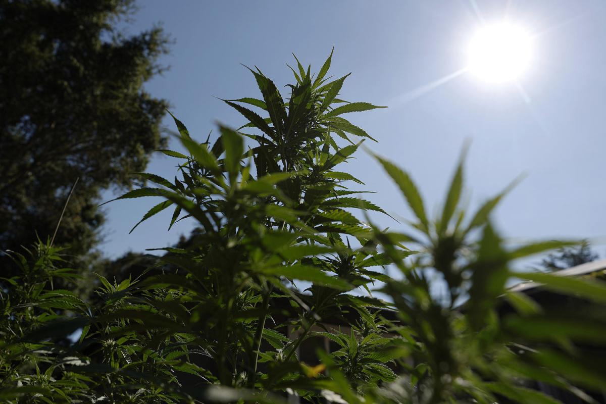 U.S. Cannabis Reclassification Aims to Unlock Medical Research