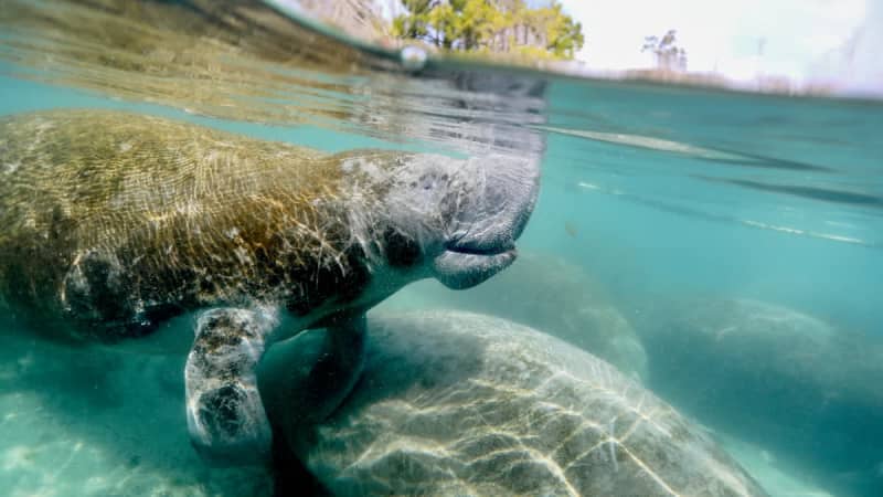 Florida's Water Crisis: Six Critical Steps to Address Pollution and Protect Public Health