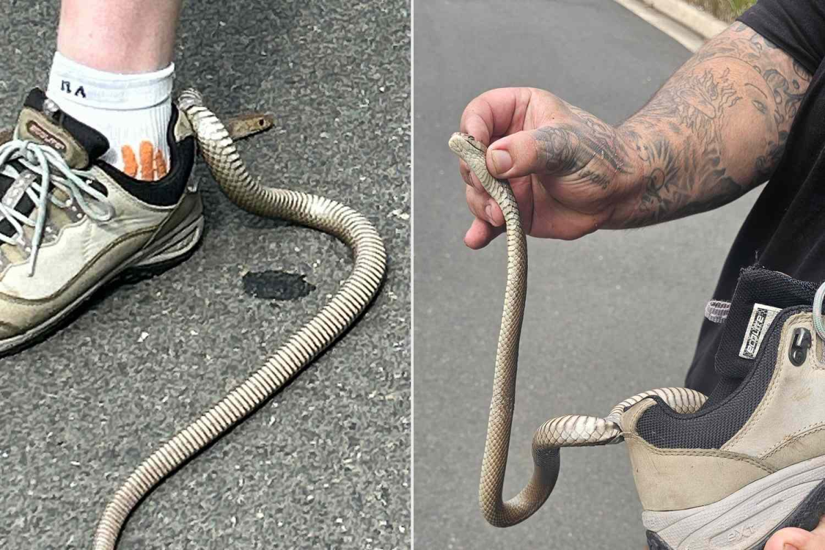 Woman Hospitalized After Deadly Snake Entangles Shoe During Outdoor Activity