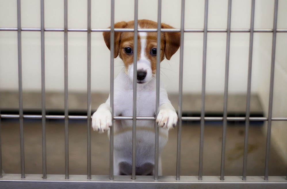 Iowa Puppy Mill Operator Continues Illegal Activities Despite License Loss