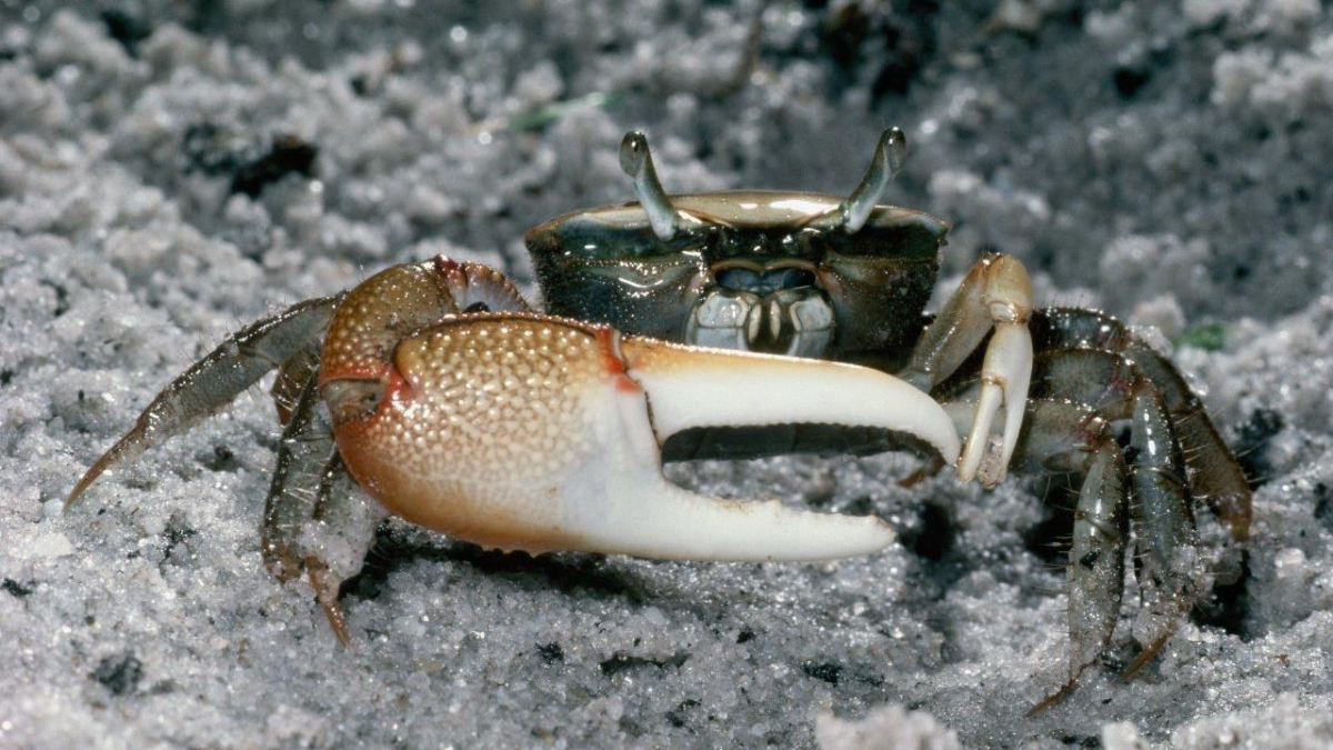Fiddler Crabs Found to Break Down Microplastics in Polluted Mangroves