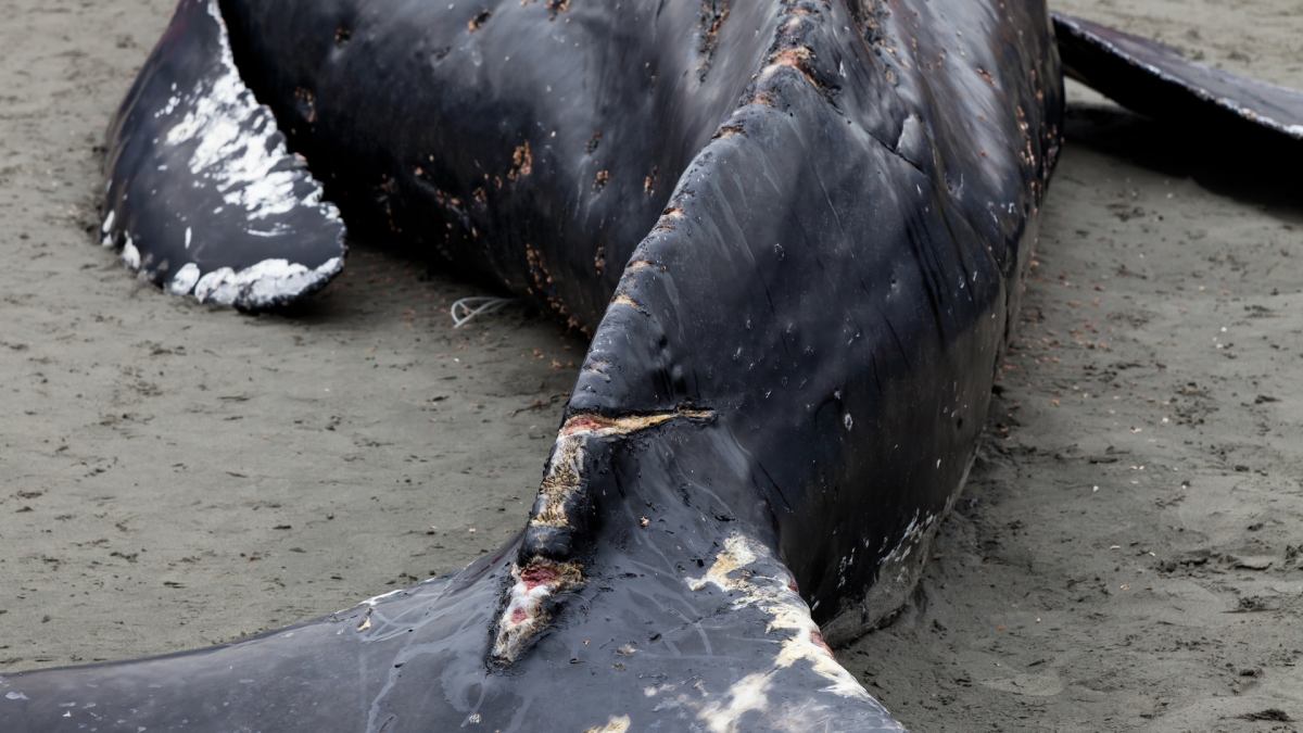 Humpback Whale Euthanized After Failed Rescue on Oregon Coast