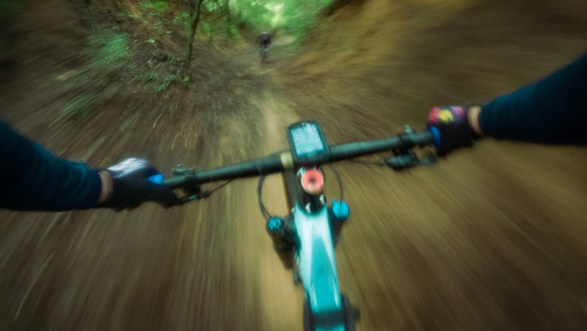 Mountain Lion Encounter in California Highlights Wildlife-Human Conflicts